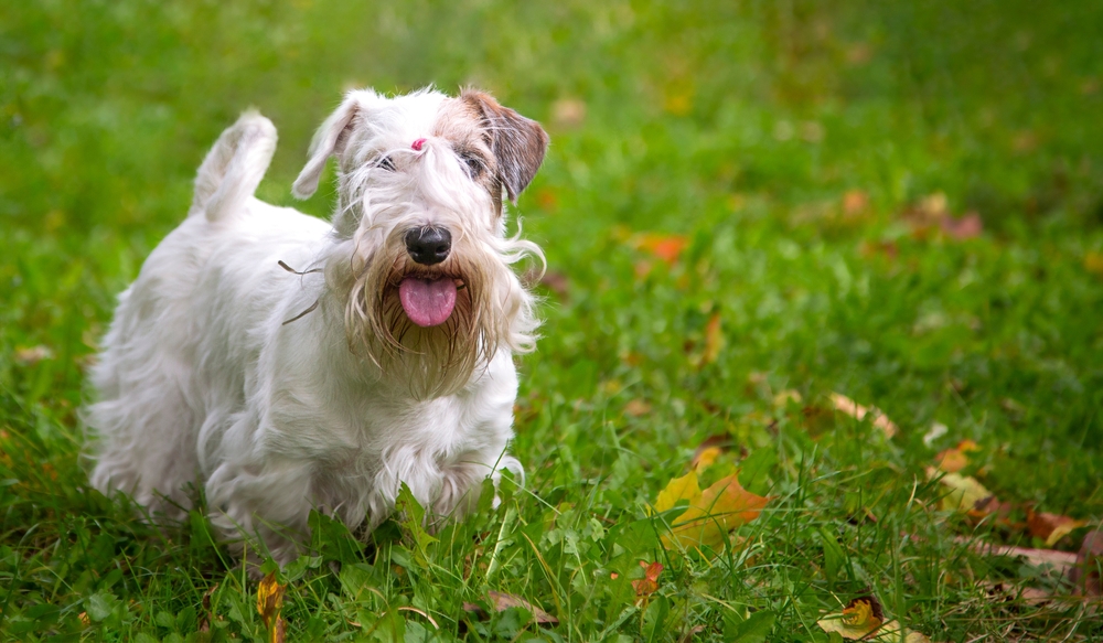 Sealyham Terrier