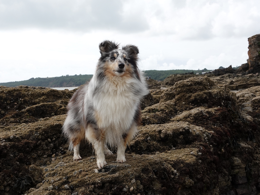 Shetland Sheepdog