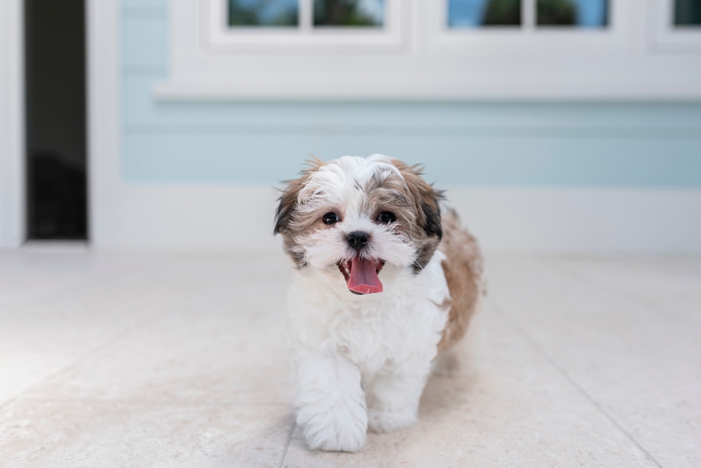 Shih Tzu