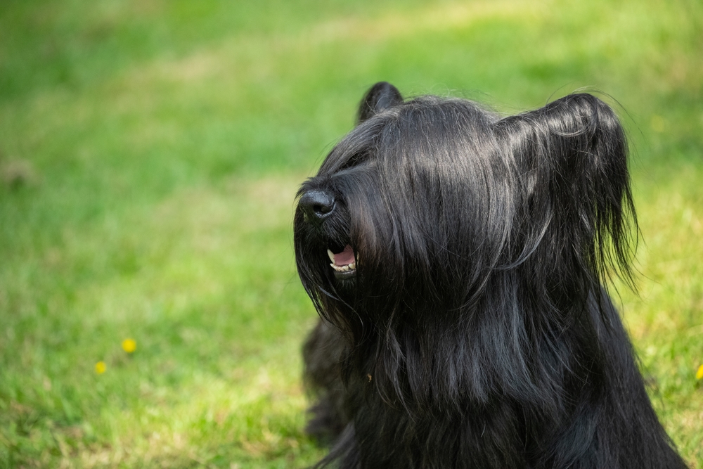 Skye Terrier