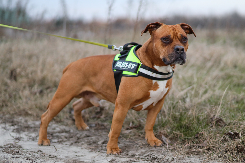 Staffordshire Bullterrier