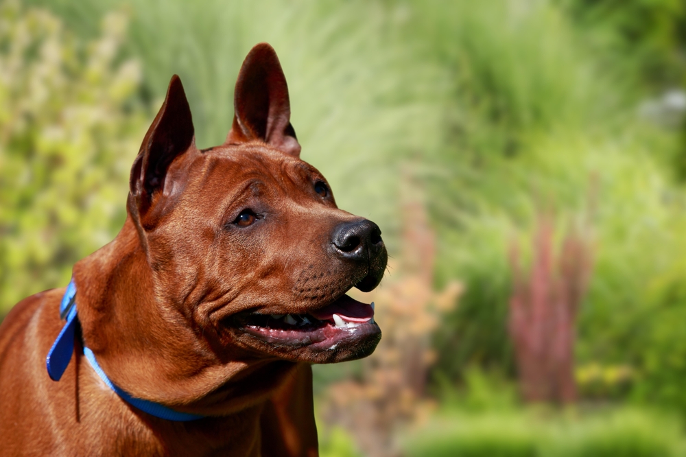 Thai Ridgeback