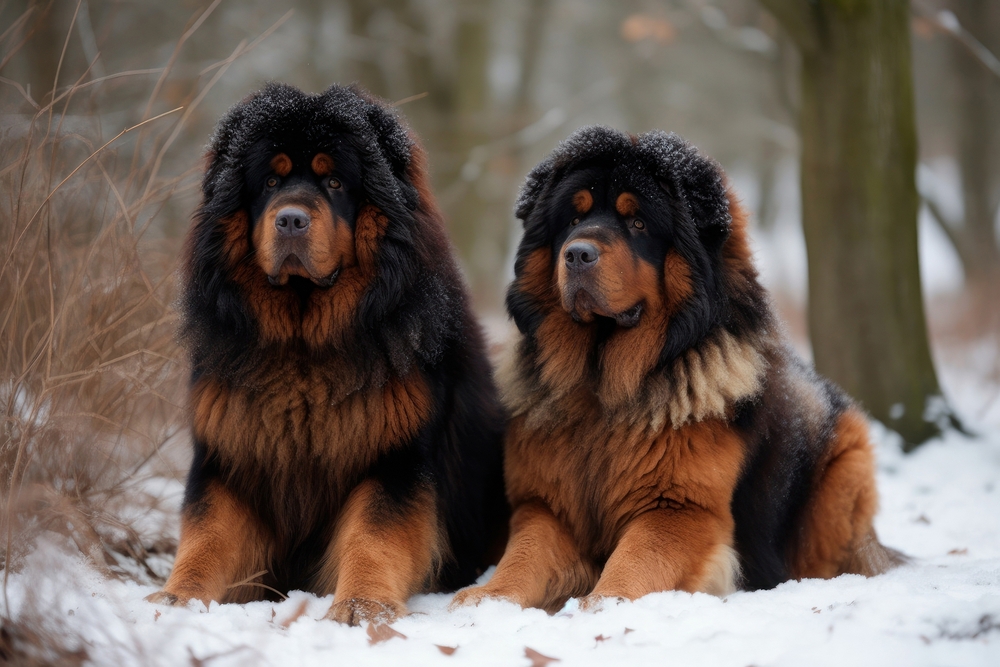Tibetan Mastiff