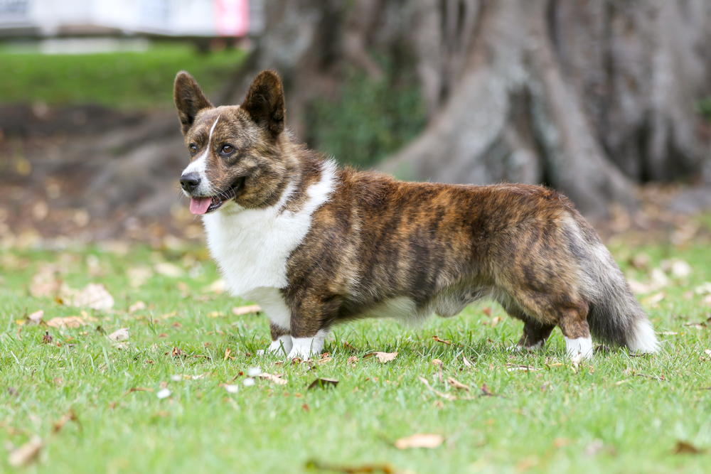 Welsh Corgi Cardigan
