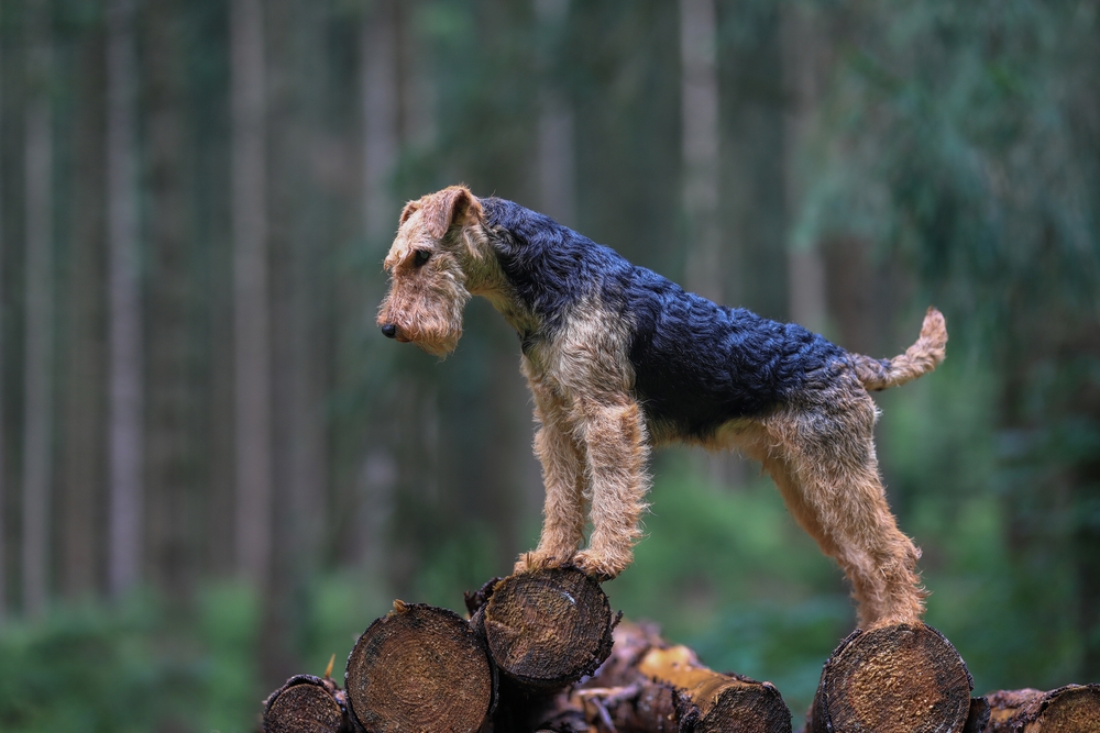 Welsh Terrier