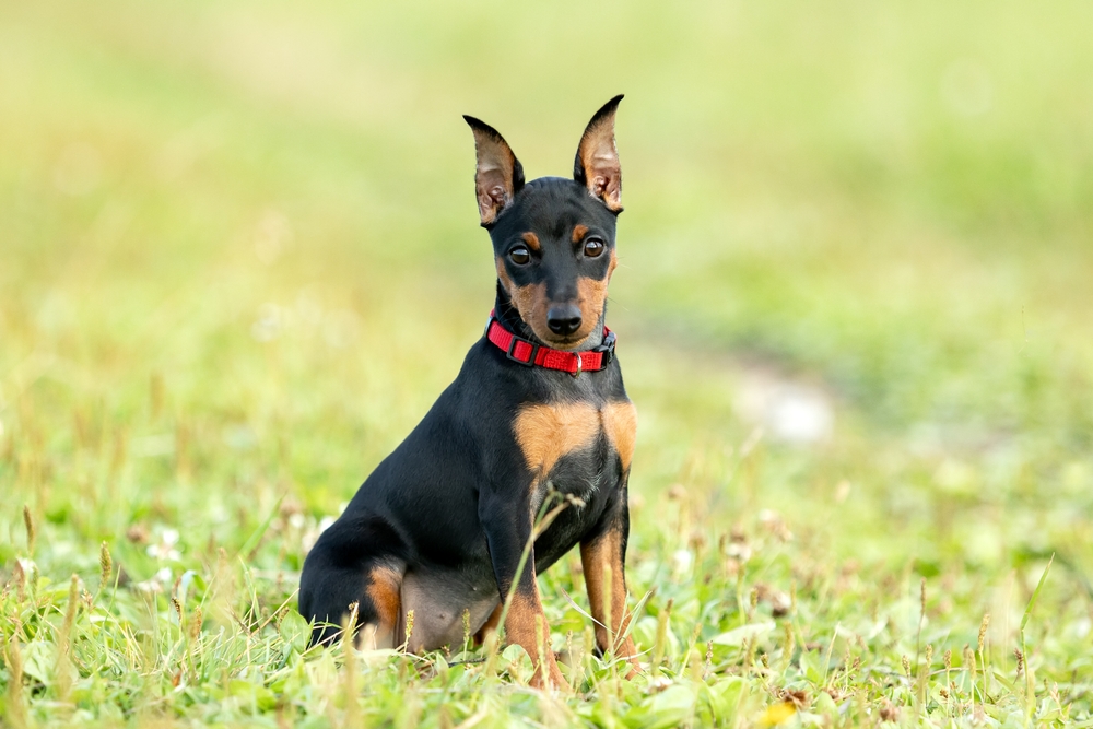 Zwergpinscher